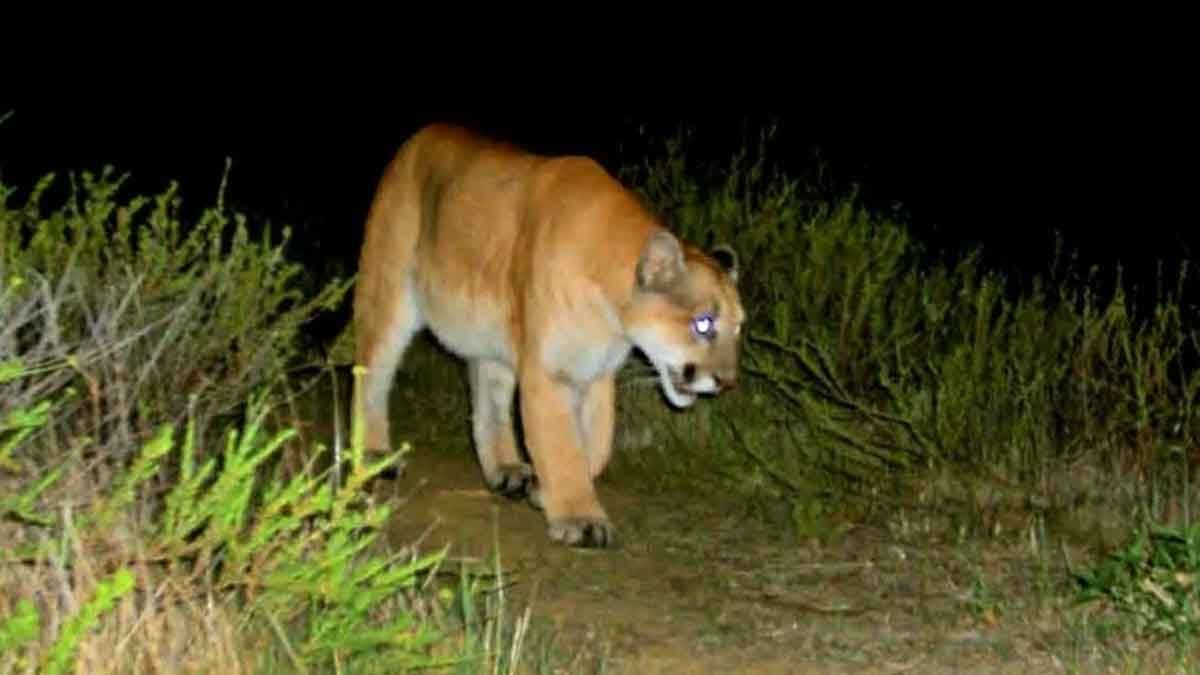 Video: capturan a un león que quedó atrapado en una casa