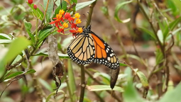 Lograr un jardín lleno de vida es posible esta planta autóctona de Santa Fe funciona como refugio y alimento para cada mariposa que visita la región.