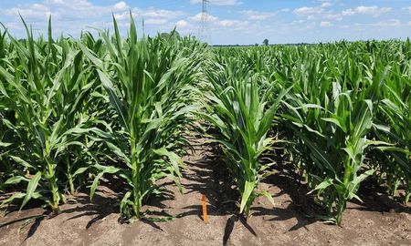 productores argentinos prueban a campo un nuevo sistema de cultivo de maiz productores argentinos prueban a campo un nuevo sistema de cultivo de maiz