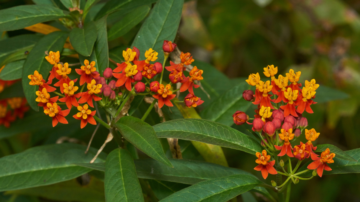 El ciclo de la mariposa Monarca depende de la asclepia, una planta resistente al clima de Santa Fe que no puede faltar en tu patio o balcón.