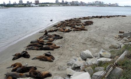 en 2023, murieron mas de 600 lobos marinos en mar del plata y quequen por gripe aviar en 2023, murieron mas de 600 lobos marinos en mar del plata y quequen por gripe aviar