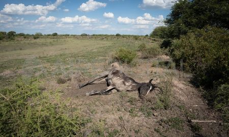 Las lluvias previstas para los últimos días de enero comenzarían a cambiar la situación de la extrema sequía en Argentina. Las lluvias previstas para los últimos días de enero comenzarían a cambiar la situación de la extrema sequía en Argentina.