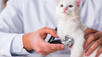 Alerta por una enfermedad mortal que afecta a gatos en Argentina y otros países de la región