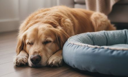 que significa que tu perro no quiera dormir en su cucha, segun expertos en comportamiento canino que significa que tu perro no quiera dormir en su cucha, segun expertos en comportamiento canino