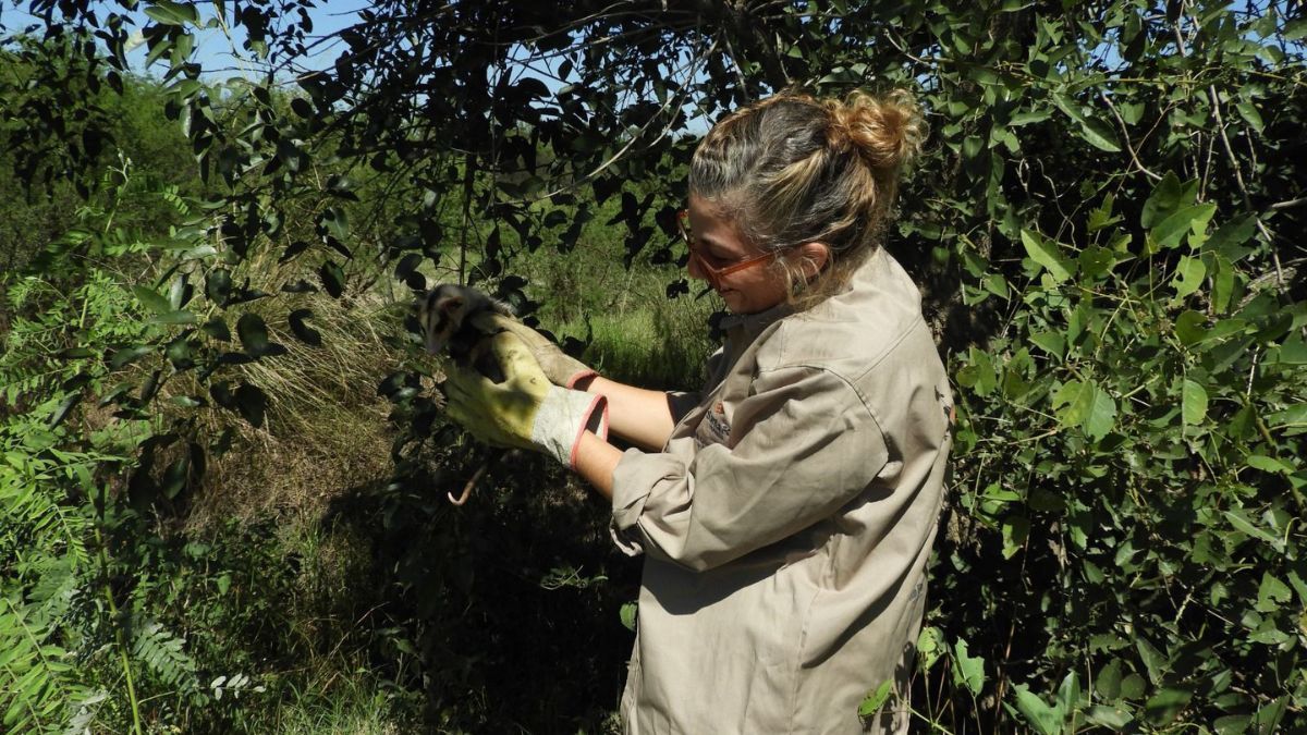 Las intervenciones, que abarcaron toda la provincia de Santa Fe, incluyeron especies clave como aves, mamíferos y reptiles. Las intervenciones, que abarcaron toda la provincia de Santa Fe, incluyeron especies clave como aves, mamíferos y reptiles.