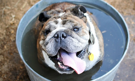 Golpe de calor en perros. Golpe de calor en perros.