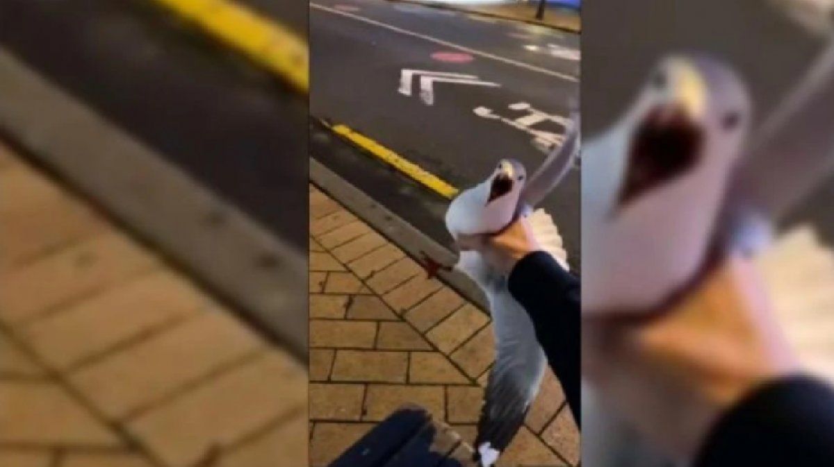 Atrapó a una gaviota en el aire y ahora deberá ir a la Justicia