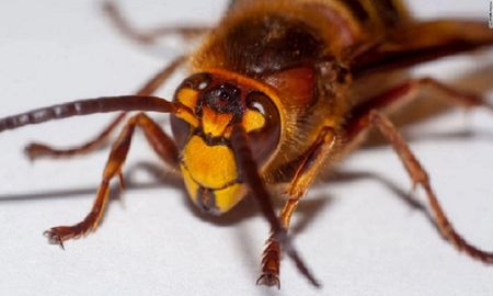 alerta en estados unidos por la invasion de monstruosos avispones asesinos alerta en estados unidos por la invasion de monstruosos avispones asesinos