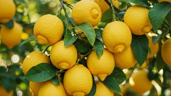 Cada cuánto hay que regar el limonero en otoño para que se mantenga saludable. Cada cuánto hay que regar el limonero en otoño para que se mantenga saludable.