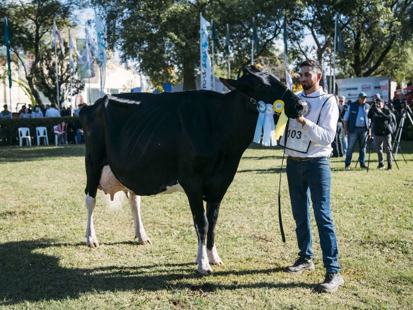 Tras el Gran Campeón Macho, una cabaña de Santa Fe obtuvo el gran Vaca Suprema Tras el Gran Campeón Macho, una cabaña de Santa Fe obtuvo el gran Vaca Suprema