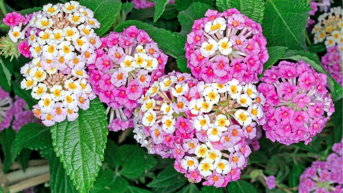 Florece todo el año y soporta el sol intenso: la lantana es la aliada perfecta para jardines sostenibles y de bajo mantenimiento.