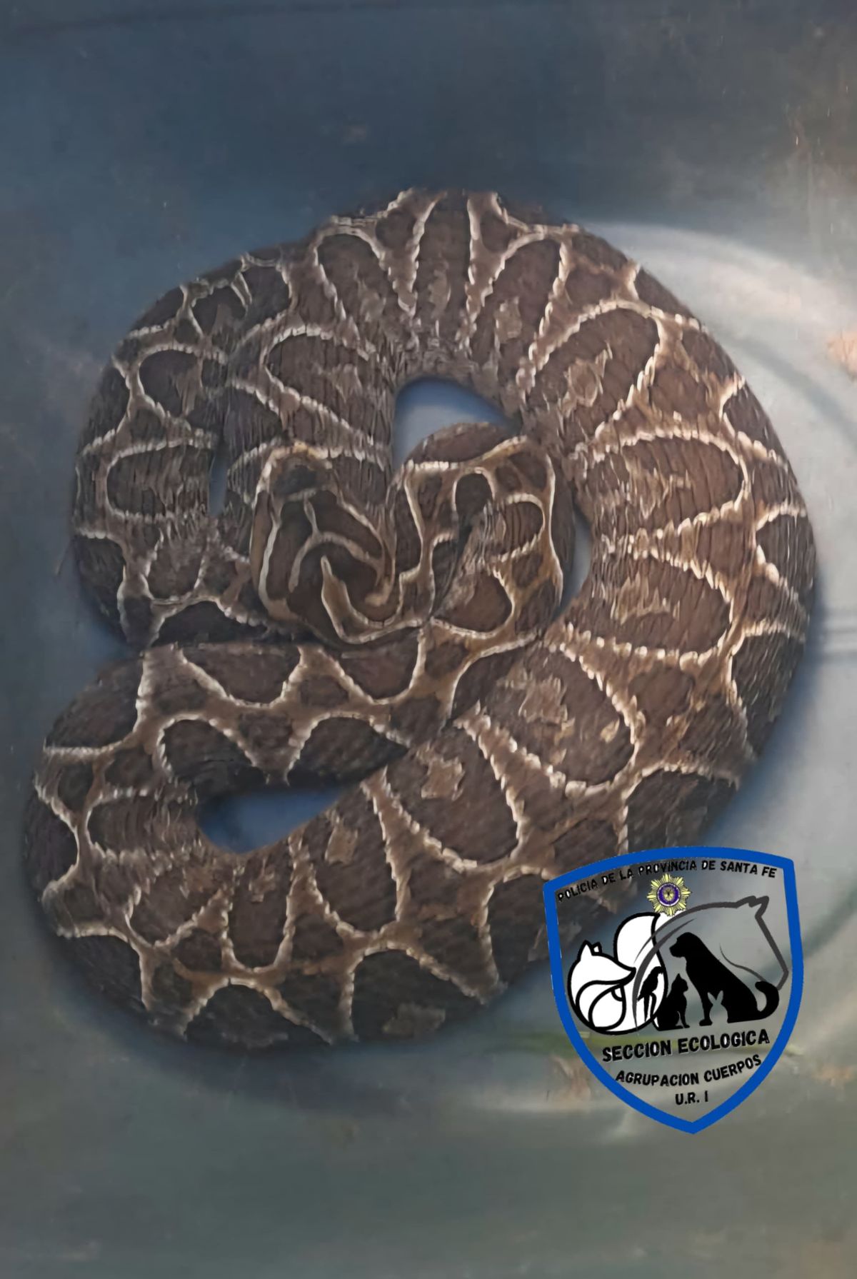 La serpiente era de gran tamaño y demostraba conductas agresivas. La serpiente era de gran tamaño y demostraba conductas agresivas.