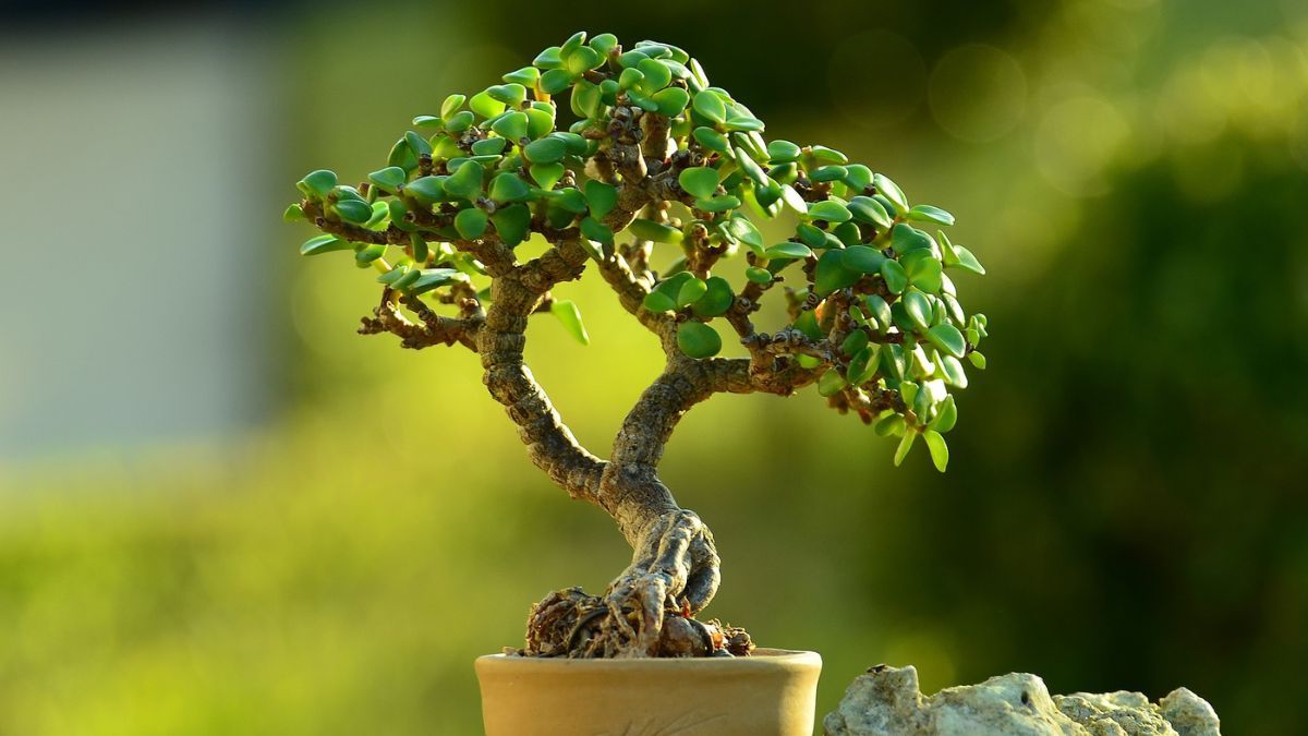Dónde colocar el árbol de jade para atraer abundancia