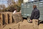 Triquinosis en Santa Fe: intervienen un criadero de Ibarlucea y 18 cerdos fueron a faena controlada Triquinosis en Santa Fe: intervienen un criadero de Ibarlucea y 18 cerdos fueron a faena controlada