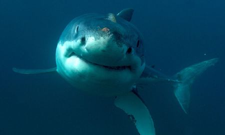 ¿Qué significa soñar con tiburones? ¿Qué significa soñar con tiburones?