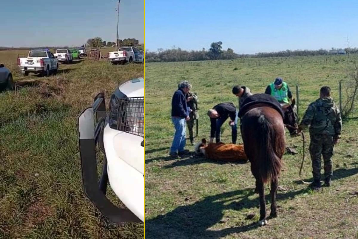 Los dueños de un campo en sucesión no se ponen de acuerdo y dejaron morir de hambre a 100 vacas