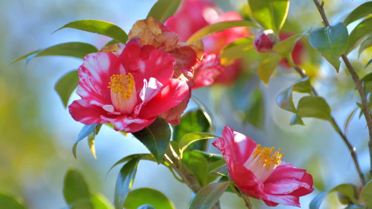 Sus flores con m&uacute;ltiples p&eacute;talos recuerdan a las rosas y aparecen entre fines del invierno y el comienzo de la primavera.