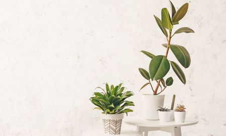 Esta planta purifica el ambiente, mejora la energía y atrae bienestar a tu hogar. Esta planta purifica el ambiente, mejora la energía y atrae bienestar a tu hogar.