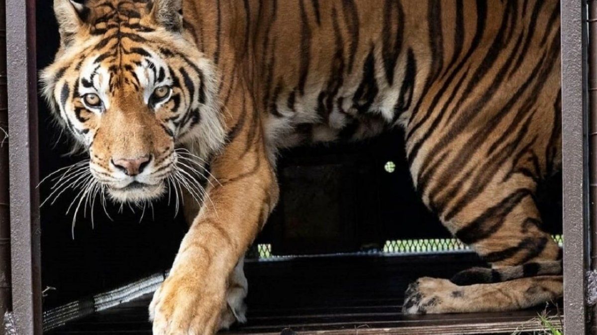 La nueva vida de los 4 tigres de Bengala que estuvieron años en un vagón en Argentina