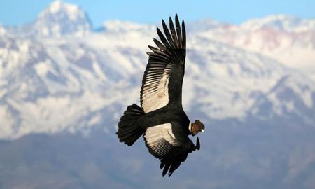El cóndor andino, llamado el emperador de los cielos por las culturas ancestrales. El cóndor andino, llamado el emperador de los cielos por las culturas ancestrales.