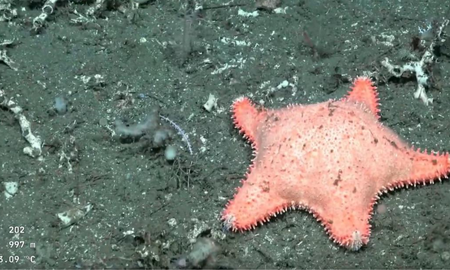 Hallan otra estrella “culona” en una expedición del CONICET Hallan otra estrella “culona” en una expedición del CONICET