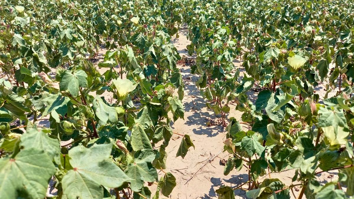 Lote en floración, con síntomas de estrés térmico y déficit hídrico, en el noreste del departamento Nueve de Julio. Foto: SEA