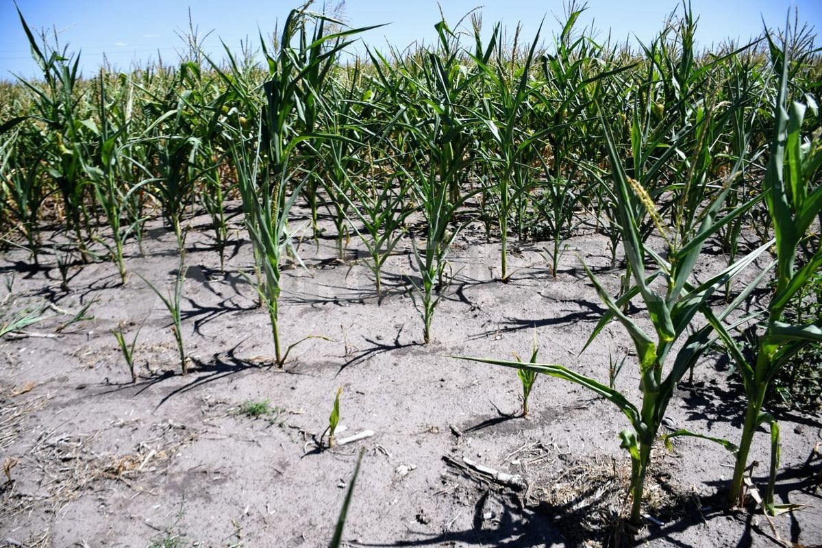 Desde la Guía Estratégica del Agro de la BCR explicaron que Argentina sigue transitando la sequía más importante de los últimos 60 años.