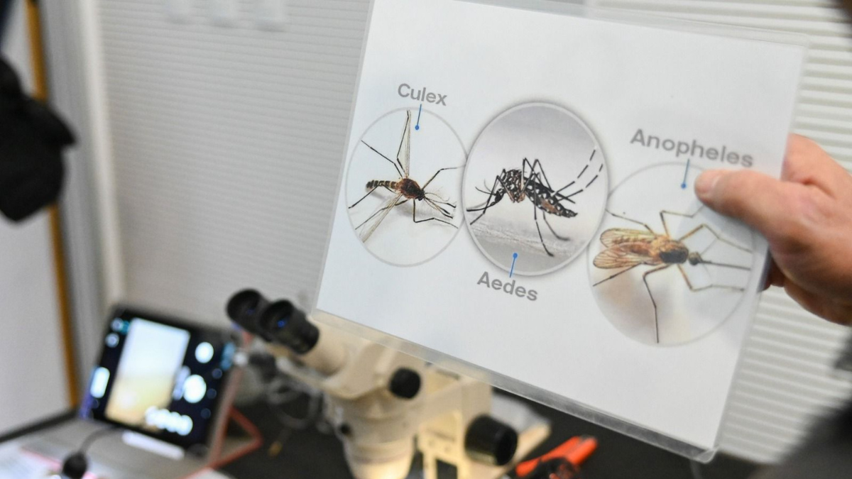 El Aedes Aegypti es el mosquito transmisor del dengue.