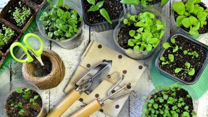 Estas son las plantas aromáticas que crecen mejor en verano: cómo cuidarlas