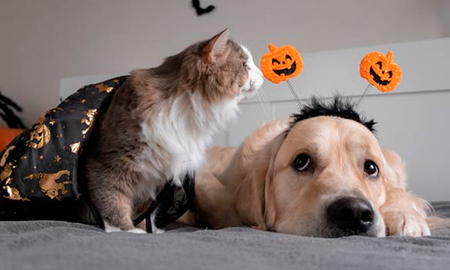 Las fotos de perros y gatitos arrasan absolutamente en todas las redes sociales por lo que un buen disfraz de Halloween para ellos es probable que haga que se conviertan en las mascotas más virales del momento. Las fotos de perros y gatitos arrasan absolutamente en todas las redes sociales por lo que un buen disfraz de Halloween para ellos es probable que haga que se conviertan en las mascotas más virales del momento.