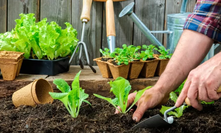 Las 3 plantas perfectas para sembrar en septiembre y cosechar en poco tiempo. Las 3 plantas perfectas para sembrar en septiembre y cosechar en poco tiempo.