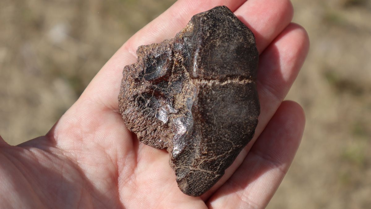 Restos de una tortuga gigante de tierra antigua. Todo el material se encuentra en el Museo Florentino Ameghino. Restos de una tortuga gigante de tierra antigua. Todo el material se encuentra en el Museo Florentino Ameghino.