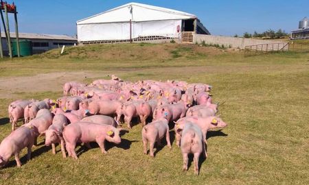 integracion porcina: el modelo entrerriano que transforma granos en carne y llega hasta la gondola integracion porcina: el modelo entrerriano que transforma granos en carne y llega hasta la gondola