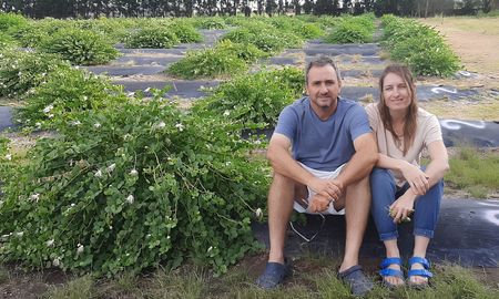 alcaparras: el nicho gourmet que encontraron en cordoba para agregar valor en el campo alcaparras: el nicho gourmet que encontraron en cordoba para agregar valor en el campo