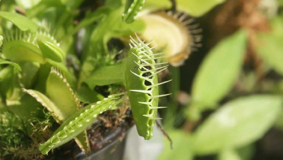 Las plantas carnívoras pueden ser muy efectivas para combatir moscas y mosquitos.
