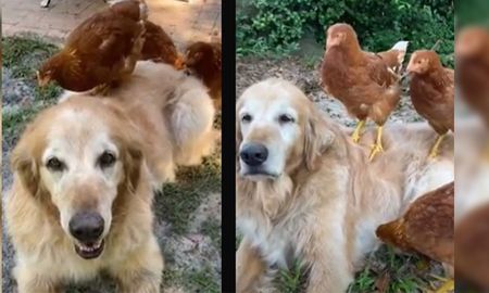 Este video demuestra que los perros y las gallinas pueden ser amigos Este video demuestra que los perros y las gallinas pueden ser amigos