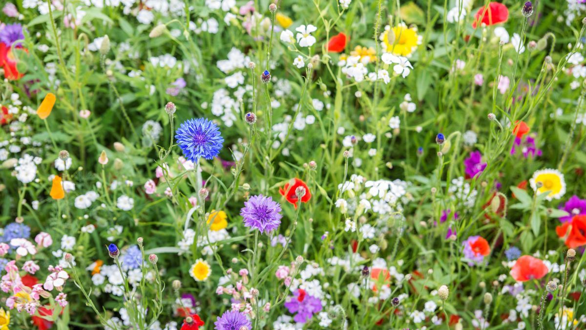 Chau al patio aburrido: las 7 plantas para sembrar en septiembre y tener flores multicolores en el verano