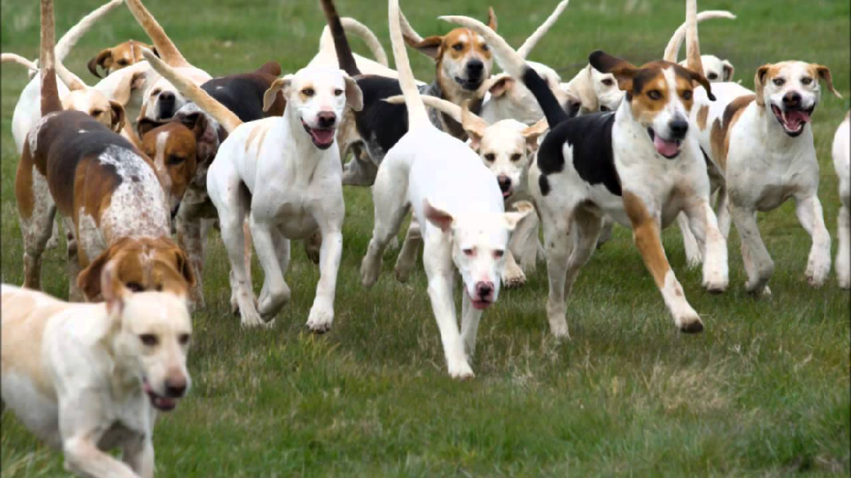 Los caninos son animales de manada, y nosotros, como sus dueños, somos parte de su manada.
