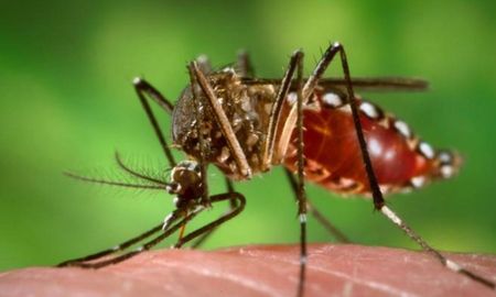 Paraguay: alerta epidemiológica acerca del comportamiento atípico de la fiebre por chikungunya Paraguay: alerta epidemiológica acerca del comportamiento atípico de la fiebre por chikungunya