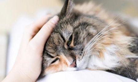 Le prohibieron ir a su casa para ver a su gato moribundo y sus compañeros renunciaron en masa Le prohibieron ir a su casa para ver a su gato moribundo y sus compañeros renunciaron en masa