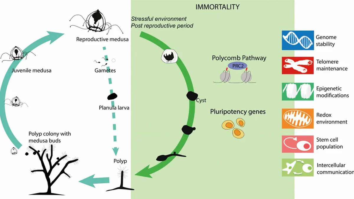 La clave del rejuvenecimiento está asociada a los mecanismos que permiten a las células especializadas realizar su función de reprogramación