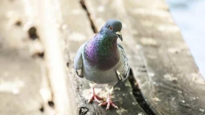 El sorprendente origen de la creencia de que una paloma que te caga encima da buena suerte