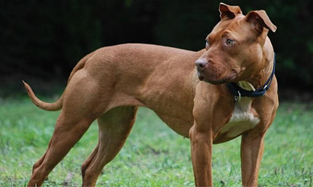 La Municipalidad de Santa Fe pondrá en marcha este sábado la colocación de microchips a perros de más de 15 kilos o potencialmente peligrosos, en el marco del Programa Huellas La Municipalidad de Santa Fe pondrá en marcha este sábado la colocación de microchips a perros de más de 15 kilos o potencialmente peligrosos, en el marco del Programa Huellas