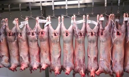 ovejas de refugo: la exportacion abre un nuevo negocio y expone limites productivos ovejas de refugo: la exportacion abre un nuevo negocio y expone limites productivos