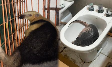Dos animales silvestres fueron avistados en lugares inesperados en Santa Fe. Dos animales silvestres fueron avistados en lugares inesperados en Santa Fe.