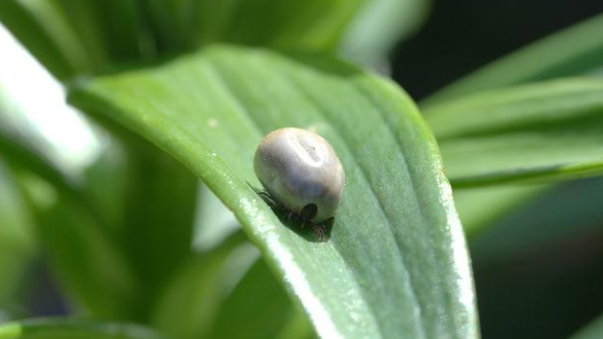 Las garrapatas representan un riesgo concreto para la salud de personas