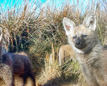 Cachorros de aguará guazú.