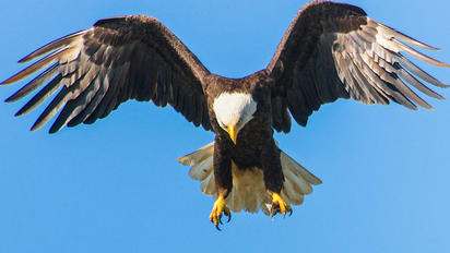 Cuál es el significado espiritual del águila