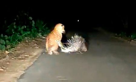 video: el ataque de un leopardo a un puercoespin que se hizo viral video: el ataque de un leopardo a un puercoespin que se hizo viral