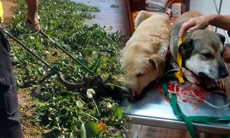 Yararás en la Costanera: las recomendaciones en caso de mordeduras Yararás en la Costanera: las recomendaciones en caso de mordeduras